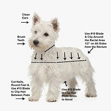#westie grooming chart