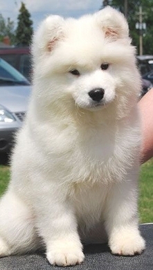 Samoyed Puppy...how soft and fluffy white. Had one of these dogs growing up and he was such a great dog!! Miss you Nikki!