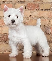 West Highland white terrier
