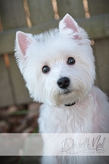 Westie