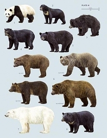 Poster of the 8 bear species: Top L to R panda, sun bear, sloth bear, Andean or speckled bear,N American black bear, brown bear, polar. Asiatic or moon bear. Note: A Koala is no...