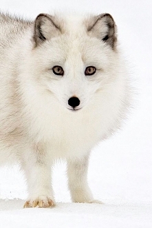 Arctic Fox in Snow by Stephen Oachs