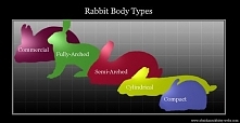 Perfect!!! Rabbit body types for teaching our younger members!