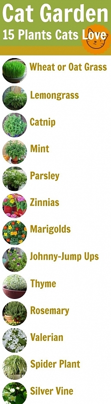 Cat Garden Guide: 15 Feline-Safe Plants Cats Love - why they like them and grow guides for each.