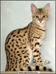 Savannah cat...Lady Ruffian