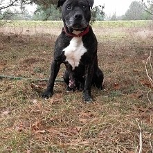 Tyson czeka na dom i czeka! To cudowny pies w typie Amstaffa. Niestety nie widzi ale to w sumie nic nie zmienia... tylko czasem trzeba uważać żeby nie wpadł w brame lub coś inne...