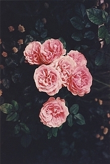 roses