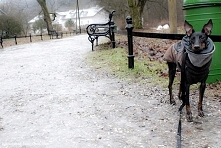 Urlop z psem, a wy wyjeżdżacie z czworonogami?