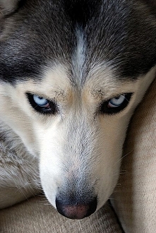 Husky!!