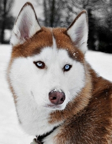 Husky