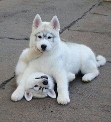 Beautiful dogs