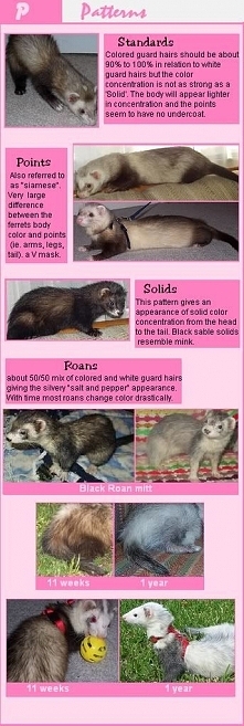 Ferret Color and Pattern Standards