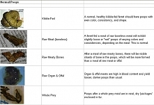 Ferret poo chart - link has other images also.
