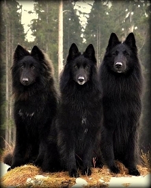 dogs