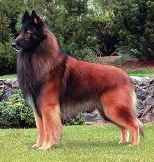 Belgian Tervuren Shepherd