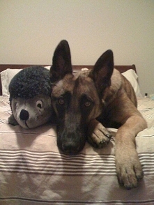 My Belgian Malinois - my other baby
