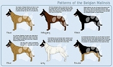 Pattern of Belgian Malinois.