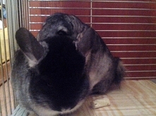 Szynszylowe przytulaski ;) Lulu i Misia ;)