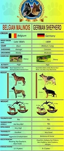 #Malinois & #Shepherd...