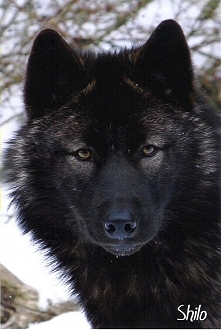 Black Wolf