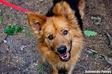 To Leo. Do schroniska trafił strasznie zabiedzony:( Ale teraz odżył! Uwielbia spacery i człowieka. Leo nie jest już młody ale nadal kocha biegać :) Pomóżmy mu znaleść dom!