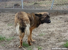 Oto Rosiczka :)Rosiczka na początku była strasznie wycofana i bała się wszelkich ruchów. Ale potem się otworzyła do ludzi :) Lubi spacerki i inne pieski. Jest dość młoda :)