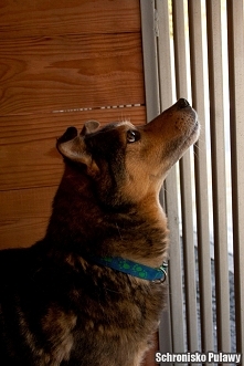 Misio kiedyś nie lubił spacerów bał się smyczy ale teraz chętnie chodzi na spacery :) Misio nie przepada za innymi pieskami ale wszystko da się dopracować :) Ma około 7 lat :)