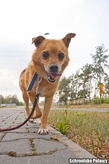 Ten uroczy psiak o zawadiackim uśmieszku to Bodzio. Bodzio to mały, nieszkodliwy łobuziak :) On po prostu nigdy nie był uczony, że pewnych rzeczy nie wypada robić np. leciutko p...