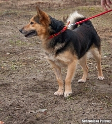 Miał być owczarkiem, ale natura w pewnym momencie zrobiła psikusa i zdecydowała że Popek będzie dużo mniejszy niż przedstawiciele ONków. Taki owczarek niemiecki miniaturka 