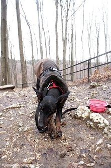 posiłek na szlaku *urlop z psem*