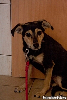 Przechodząc koło jej boksu,...