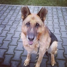 To ja Luks gdzieś na tej tablicy jest moj pełny opis ;) A teraz dowiecie sie o mnie mało mam około 10lat lubie spacery oraz bieganie i smakołyki. Niedawno znalazłem dom wszyscy ...