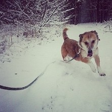 Poznajecie? To Silla :) uwielbia biegać, skakać kocha spacery i człowieka  lubi też smakołyki ;) ale niestety w schronsiku nie wychodzi codziennie raz w tygodniu albo w ogóle :(...