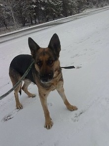 Oto Aza (jej opis też gdzieś jest) ;) 
Aza ma około 7 lat
Pewnego dnia trafiła do schroniska bardzo stęskniona nie jadła siedziała spokojnie w budzie. Potem po kilku dniach przy...