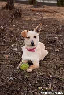 To Kaja :) To bardzo radosna energiczna mała sunia. Bardzo nie lubi siedzieć sama w boksie, woli spacery człowieka i zabawy ale w schronisku na spacer nie chodzi codziennie nie ...