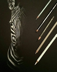 zebra