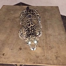 Cat, shine,  eyes,  sweet, animal