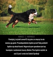 Jak przywołać psa kiedy zerwie się ze smyczy?