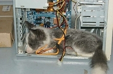 Pewien Rosjanin ma niezwykłe hobby. W domu trzyma rzadkie gatunki zwierząt. Wśród nich są między innymi: lisy, rysie, fretki, husky, a nawet niedźwiedzie. Wszystkie zwierzaki ży...