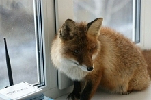 Pewien Rosjanin ma niezwykłe hobby. W domu trzyma rzadkie gatunki zwierząt. Wśród nich są między innymi: lisy, rysie, fretki, husky, a nawet niedźwiedzie. Wszystkie zwierzaki ży...