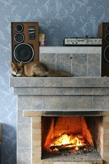 Pewien Rosjanin ma niezwykłe hobby. W domu trzyma rzadkie gatunki zwierząt. Wśród nich są między innymi: lisy, rysie, fretki, husky, a nawet niedźwiedzie. Wszystkie zwierzaki ży...