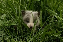 Pewien Rosjanin ma niezwykłe hobby. W domu trzyma rzadkie gatunki zwierząt. Wśród nich są między innymi: lisy, rysie, fretki, husky, a nawet niedźwiedzie. Wszystkie zwierzaki ży...