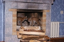 Pewien Rosjanin ma niezwykłe hobby. W domu trzyma rzadkie gatunki zwierząt. Wśród nich są między innymi: lisy, rysie, fretki, husky, a nawet niedźwiedzie. Wszystkie zwierzaki ży...