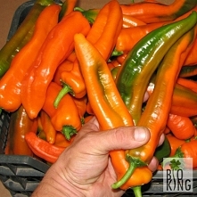 Coś dla ogrodników lubiących chrupać słodką paprykę - Corno di Toro to pyszny dodatek do kanapek.