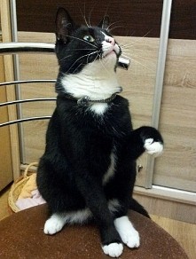 Mademoiselle Vievien 