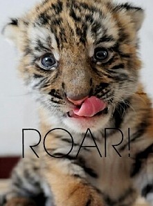 roar