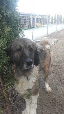 A to Beza :)) Bardzooo wielka sunia. Jest to owczarek kaukazki :)