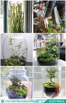 Mini las we własnym domu .