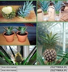 Jak sadzić ananasa :)