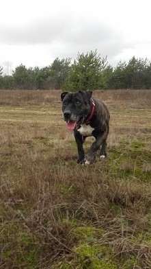 Tyson nadal czeka :(